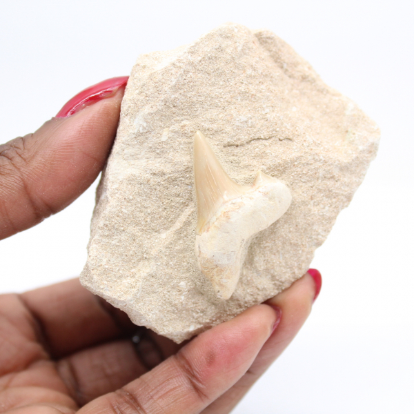 Fossil shark tooth on matrix