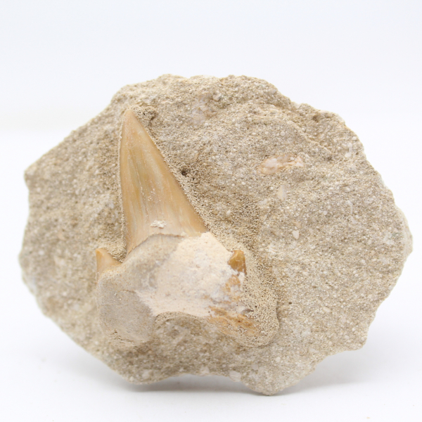 Tooth on gangue from Morocco