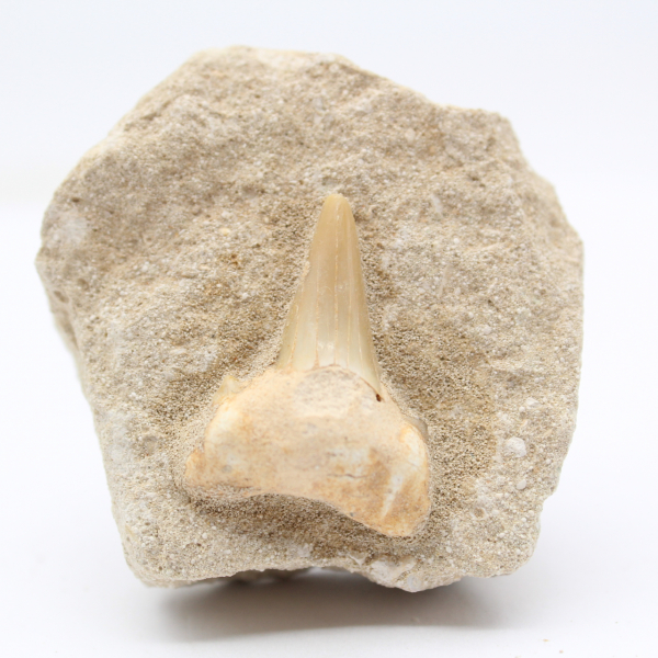 Otodus shark tooth