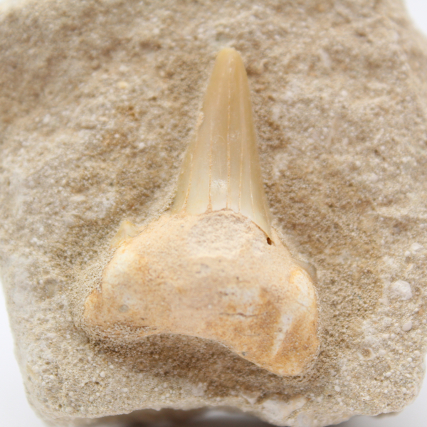 Fossil tooth