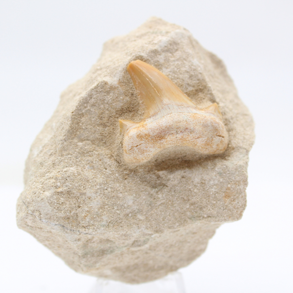 Fossil otodus shark tooth