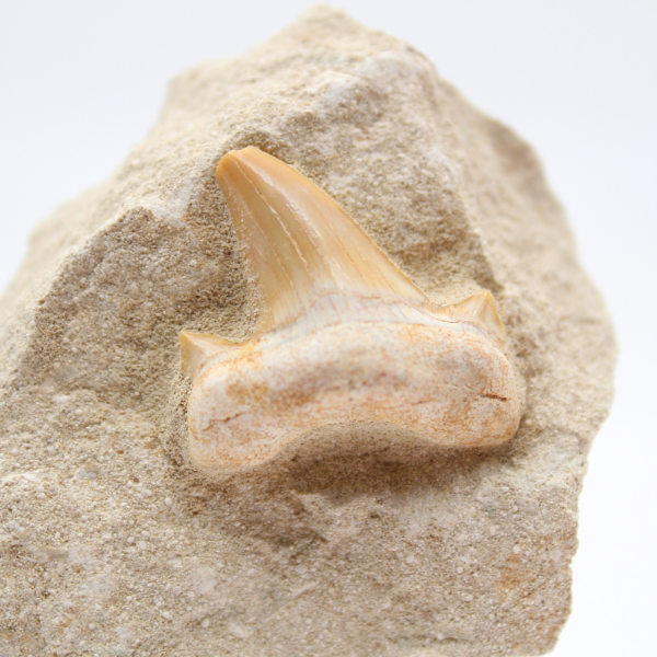 Fossil otodus shark tooth