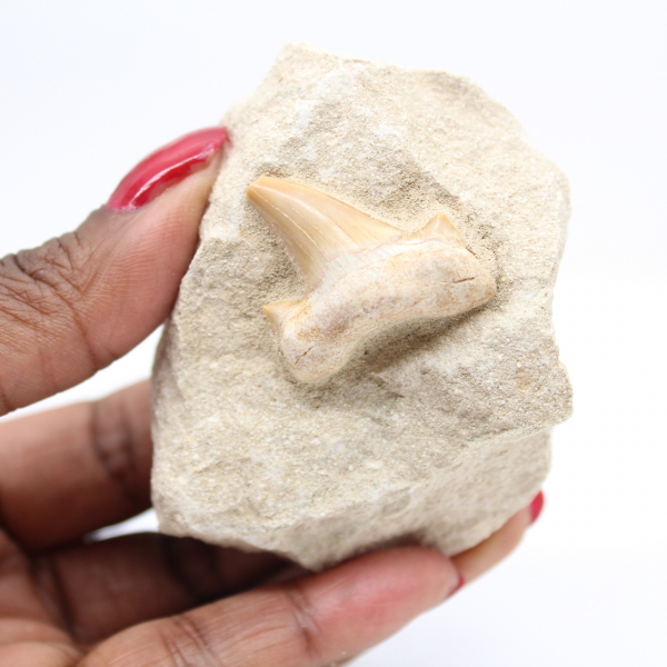 Fossil otodus shark tooth