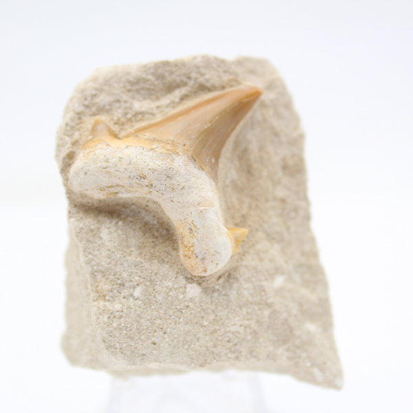 Otodus shark tooth