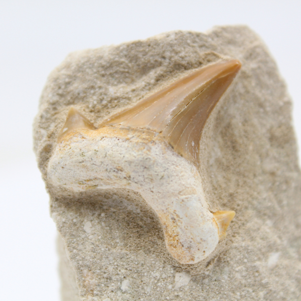 Otodus shark tooth