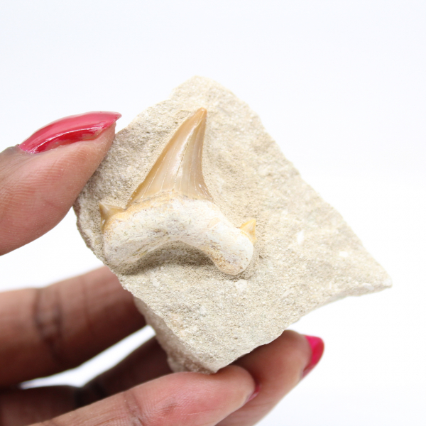 Otodus shark tooth