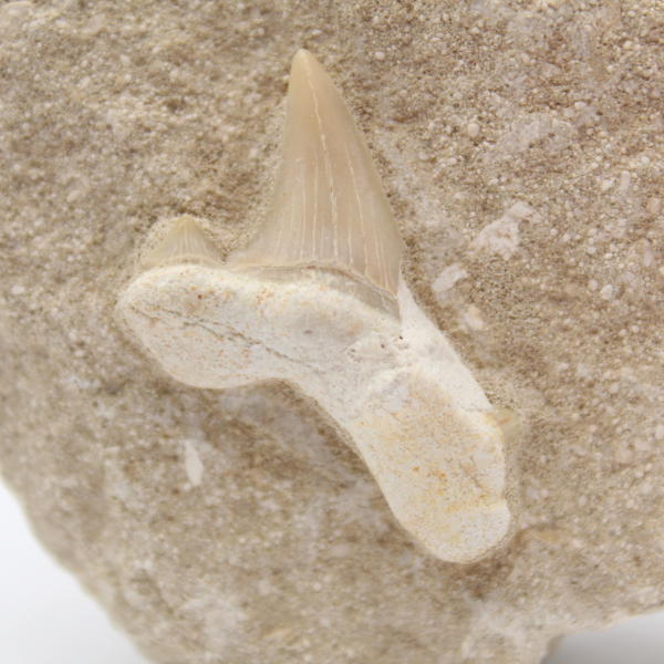 Otodus shark tooth