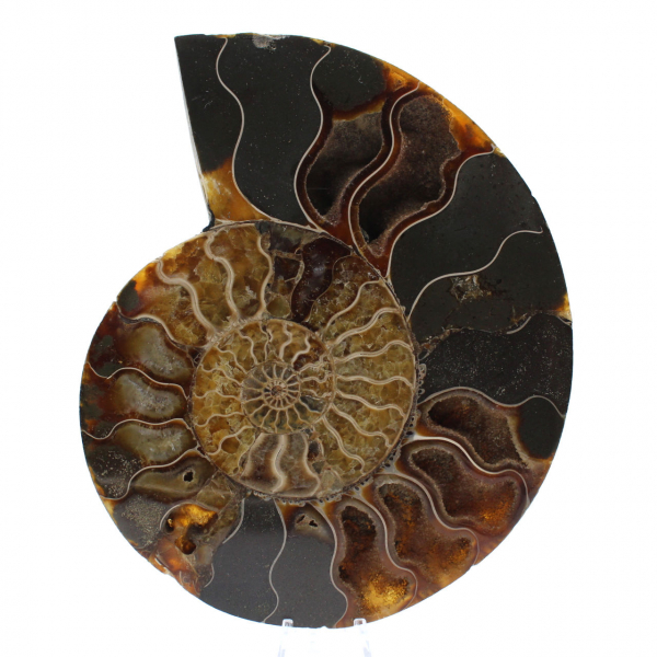 Natural Ammonite Fossil