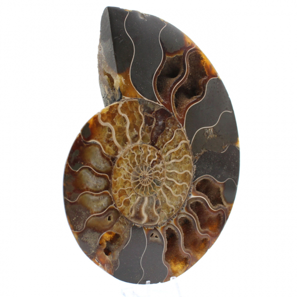 Natural Ammonite Fossil