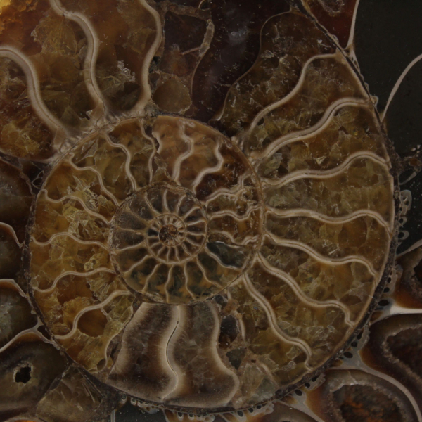 Natural Ammonite Fossil