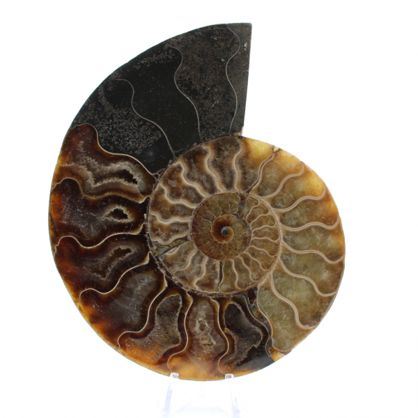 Fossilized Ammonite