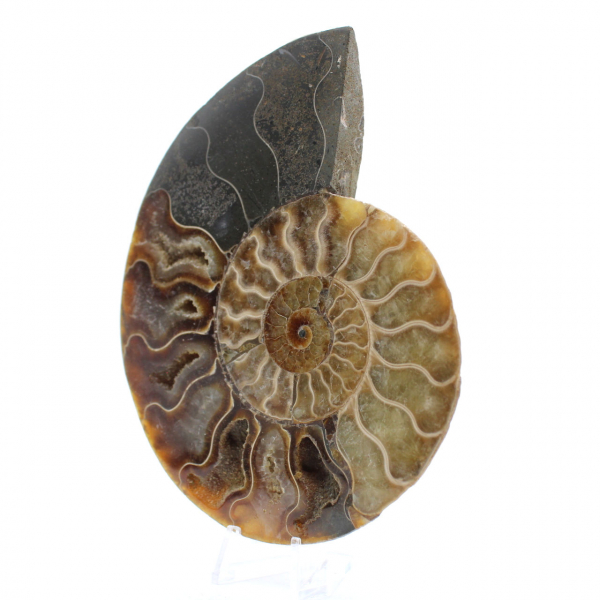 Fossilized Ammonite