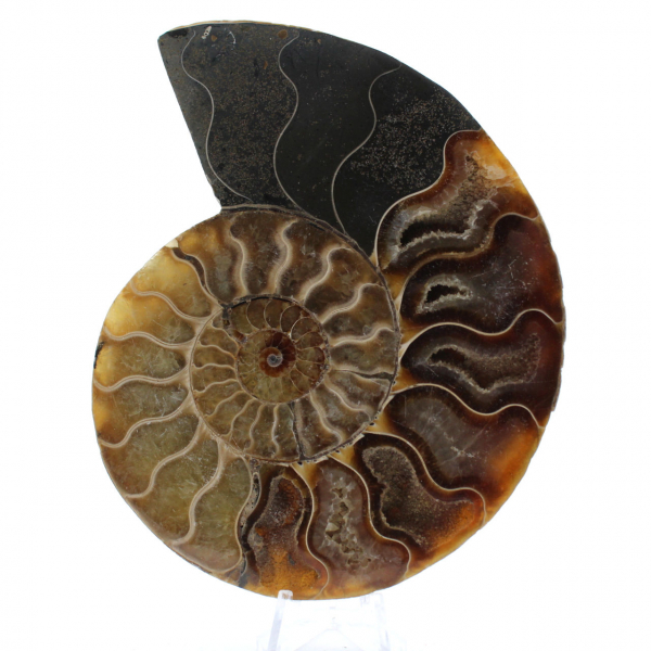 Ammonite One Piece