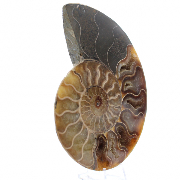 Ammonite One Piece