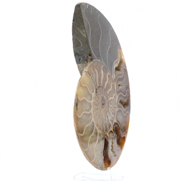 Ammonite One Piece