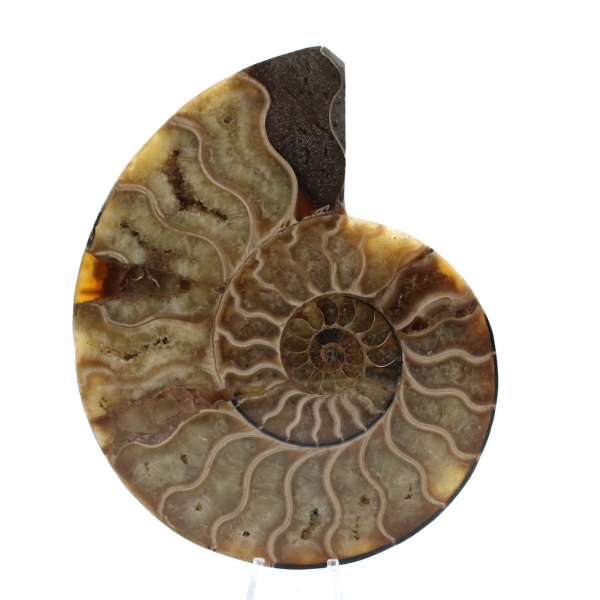 Polished Fossilized Ammonite