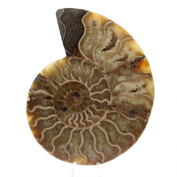 Polished Sawn Ammonite