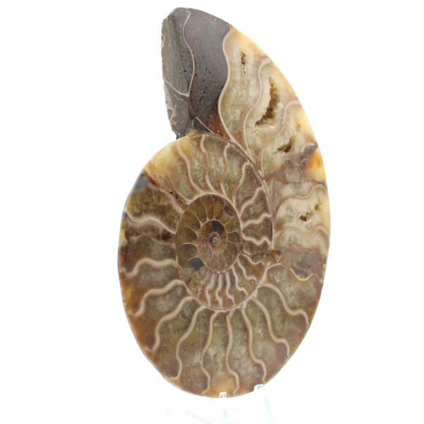 Polished Sawn Ammonite