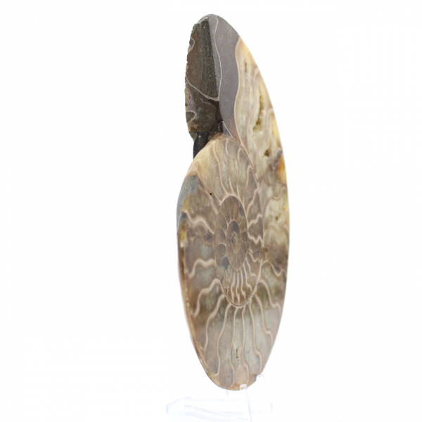 Polished Sawn Ammonite