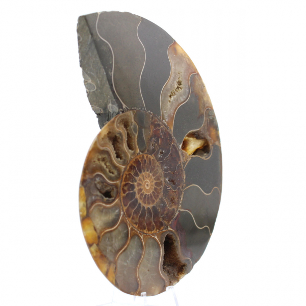 Ammonite from Madagascar