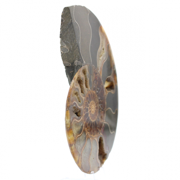 Ammonite from Madagascar