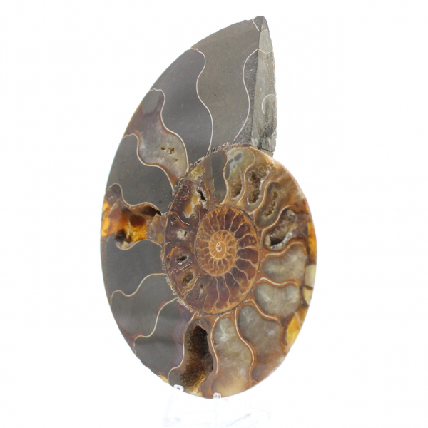 Polished Natural Ammonite Fossil