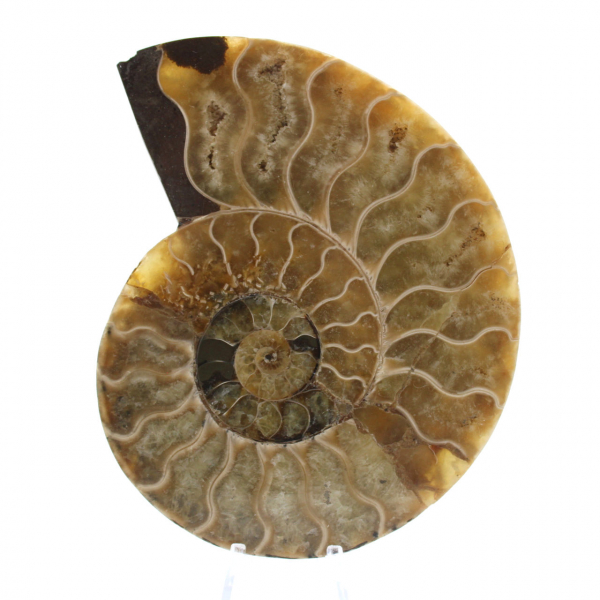 Polished Natural Ammonite from Madagascar