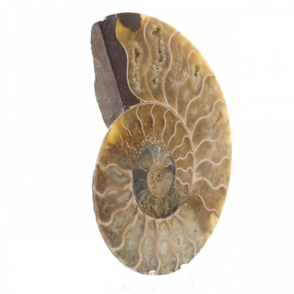 Polished Natural Ammonite from Madagascar