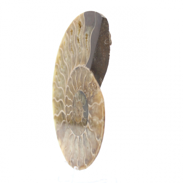 Ammonite