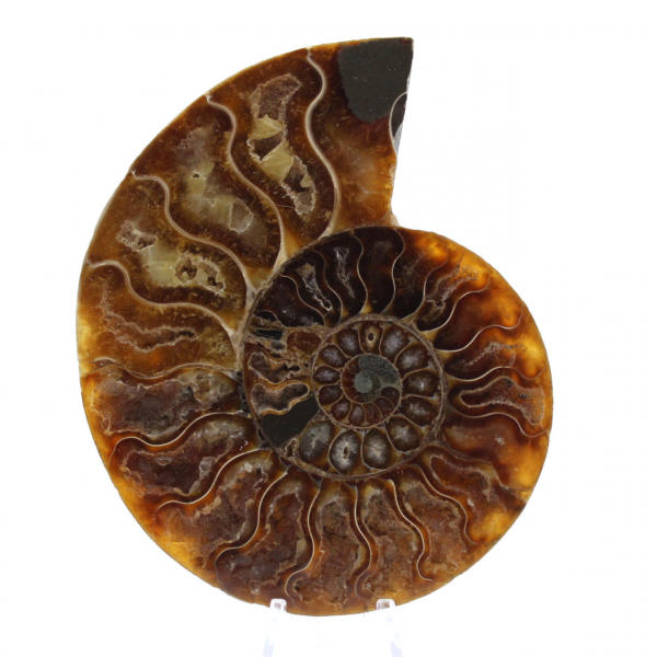 Fossilized Ammonite