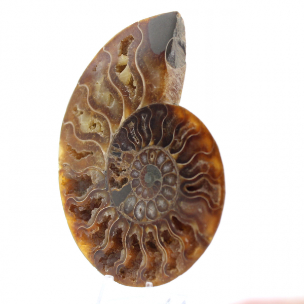 Fossilized Ammonite