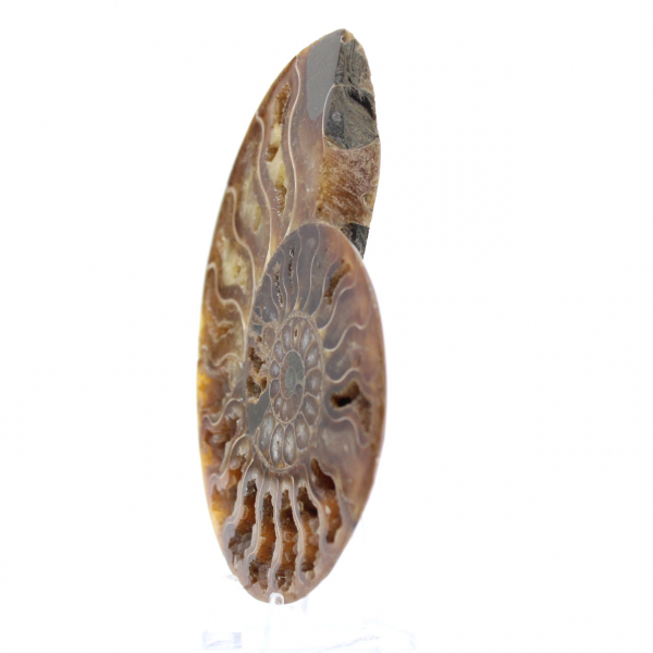 Fossilized Ammonite