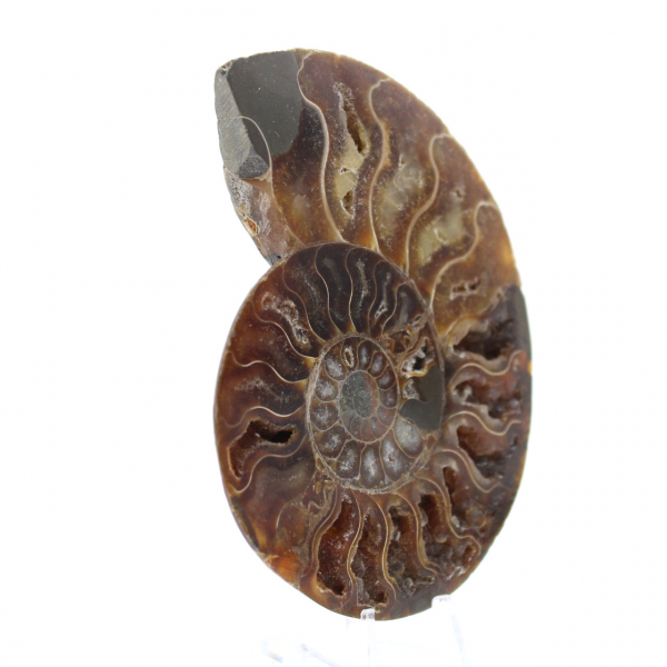 Ammonite One Piece