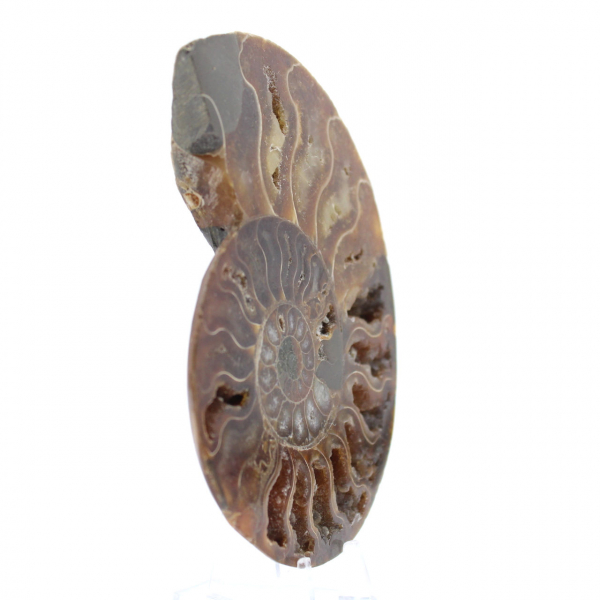 Ammonite One Piece