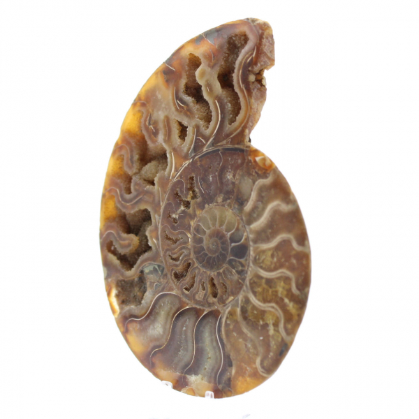 Polished Fossilized Ammonite