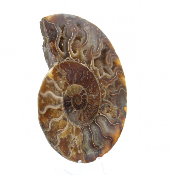 Polished Sawn Ammonite