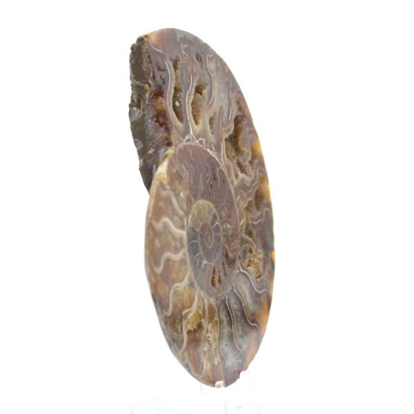 Polished Sawn Ammonite