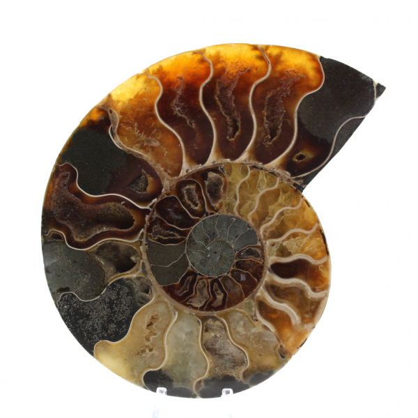 Ammonite from Madagascar