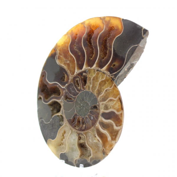 Ammonite from Madagascar