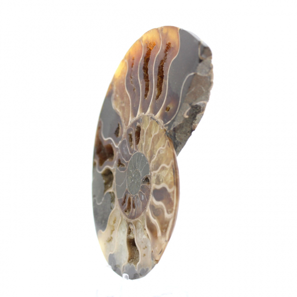 Ammonite from Madagascar