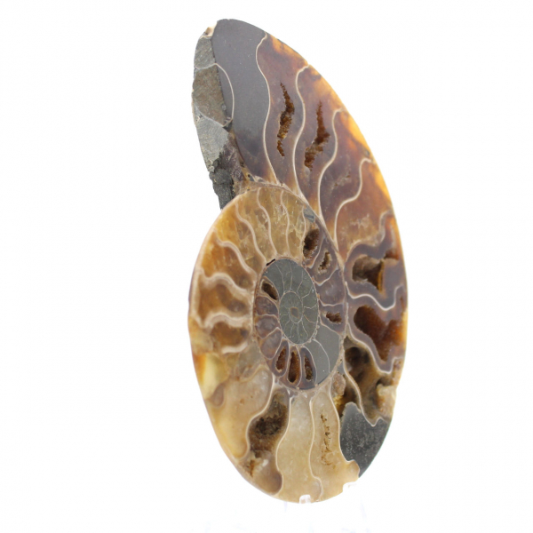 Polished Fossil Ammonite from Madagascar