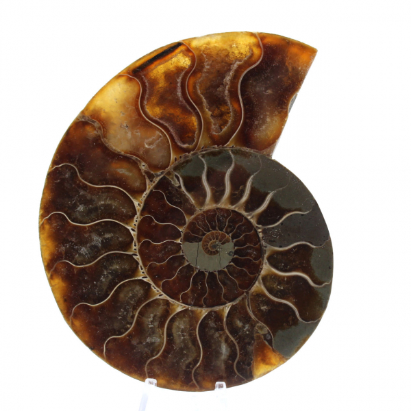 Ammonite One Piece Fossil