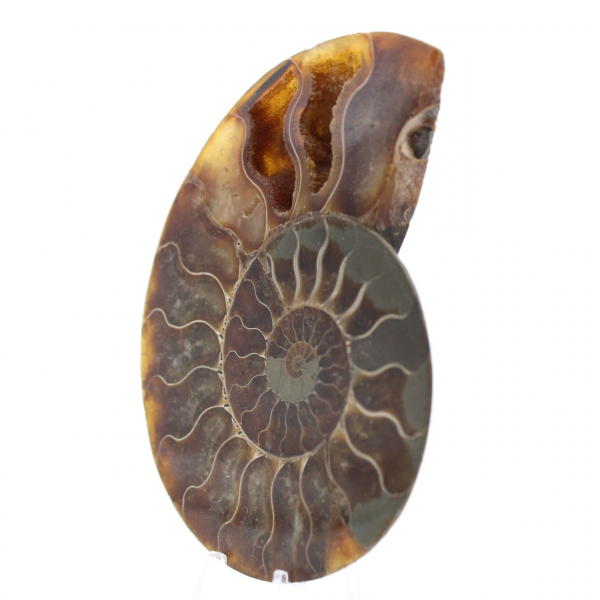 Ammonite One Piece Fossil