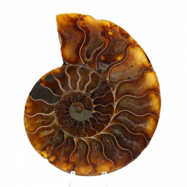 Ammonite