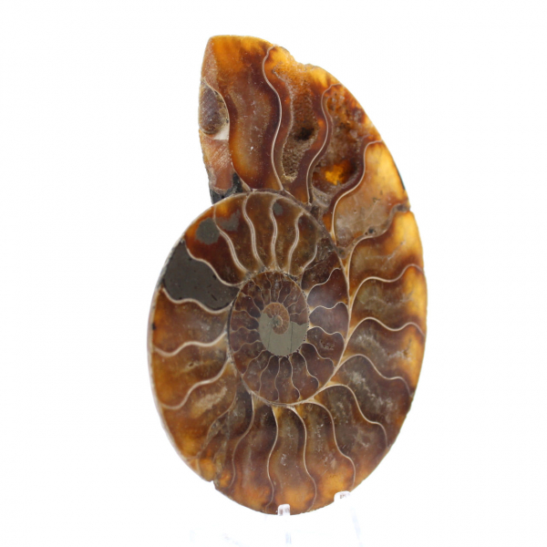 Ammonite Fossil from Madagascar