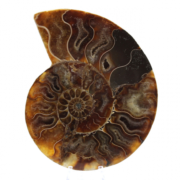 Polished Ammonite from Madagascar