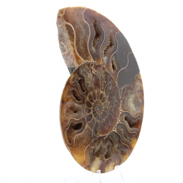 Polished Ammonite from Madagascar