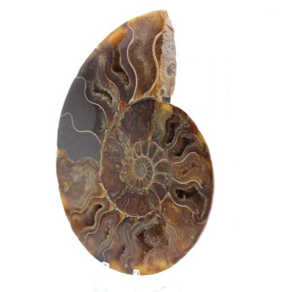 Polished Ammonite