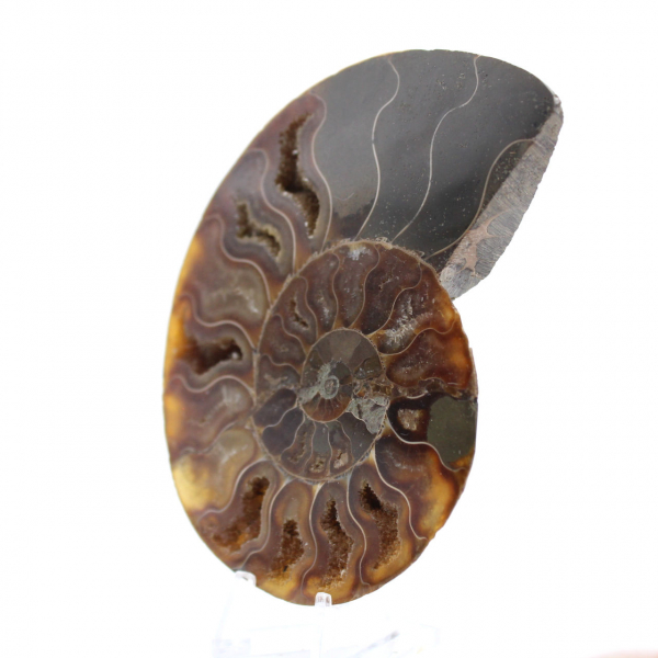 Polished Ammonite Fossil