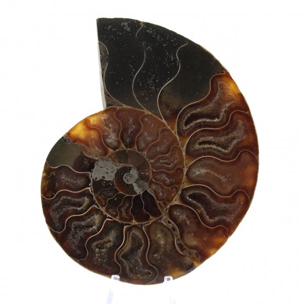 Natural Ammonite Fossil